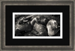 Goats – B/W