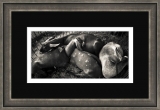 Goats – B/W
