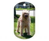 Dog 9810