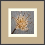 Autumn’s Clematis Seedhead