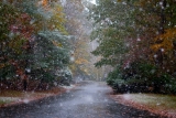 Autumn’s Snow Cards