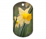 Daffodils 2